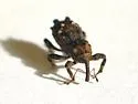 Sthereus horridus - photo 2