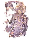 Sthereus horridus - photo 4