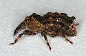 Sthereus horridus - photo 5