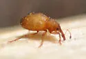 Sthereus ptinoides