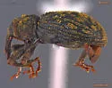 Sthereus ptinoides - photo 3