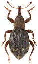 Sthereus ptinoides - photo 4