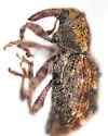 Sthereus quadrituberculatus - photo 2