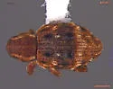 Sthereus quadrituberculatus - photo 3