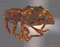 Sthereus quadrituberculatus - photo 4