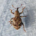 Sthereus quadrituberculatus - photo 5