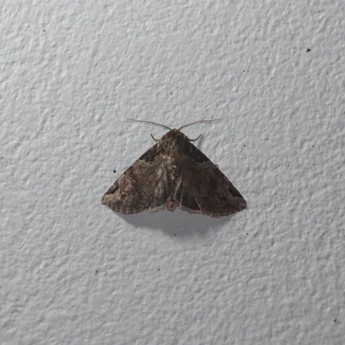 Stibaera curvilineata - Hodges#9715