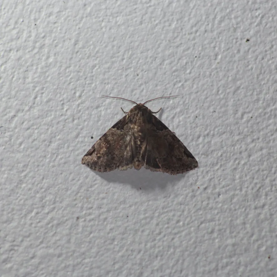 Stibaera curvilineata - Hodges#9715 - photo 2