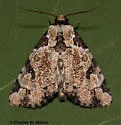 Whaleback Moth - Hodges#9716 - Stibaera thyatiroides
