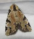 Whaleback Moth - Hodges#9716 - photo 2
