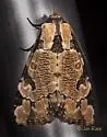 Whaleback Moth - Hodges#9716 - photo 4