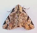 Whaleback Moth - Hodges#9716 - photo 5