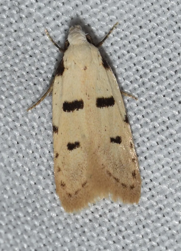 Stibaromacha ratella - photo 2
