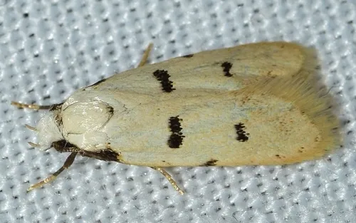 Stibaromacha ratella - photo 5
