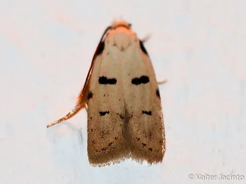Stibaromacha ratella - photo 6