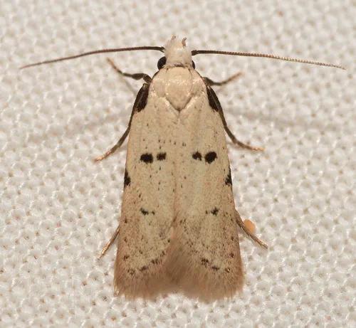 Stibaromacha ratella - photo 7