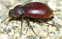 Stibia imperialis