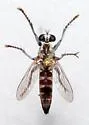 Stichopogon abdominalis