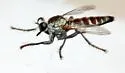 Stichopogon abdominalis - photo 2