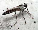Stichopogon abdominalis - photo 3