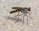 Stichopogon abdominalis - photo 4