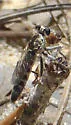 Stichopogon abdominalis - photo 5