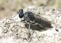 Stichopogon catulus - Stichopogon catulus