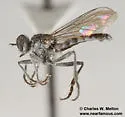 Stichopogon catulus - photo 2