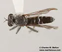 Stichopogon catulus - photo 3
