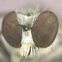 Stichopogon catulus - photo 5