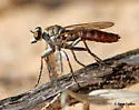 Stichopogon colei