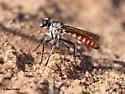 Stichopogon colei - photo 2