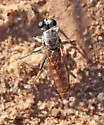 Stichopogon colei - photo 3