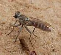 Stichopogon colei - photo 4