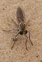 Stichopogon colei - photo 5