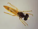 Stichopogon fragilis