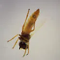 Stichopogon fragilis - photo 2