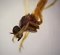 Stichopogon fragilis - photo 3