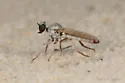 Stichopogon fragilis - photo 4