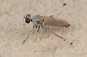 Stichopogon fragilis - photo 5