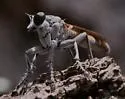 Three-banded Robber Fly