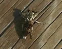 Three-banded Robber Fly - photo 2