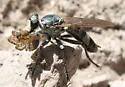Three-banded Robber Fly - photo 3