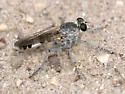 Three-banded Robber Fly - photo 4