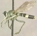 Stichopogon venturiensis - photo 2