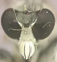 Stichopogon venturiensis - photo 4