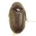 Stichtoptychus agonus