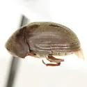 Stichtoptychus agonus - photo 2