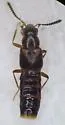 Stictalia brevicornis