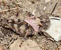 Sticthippus californicus